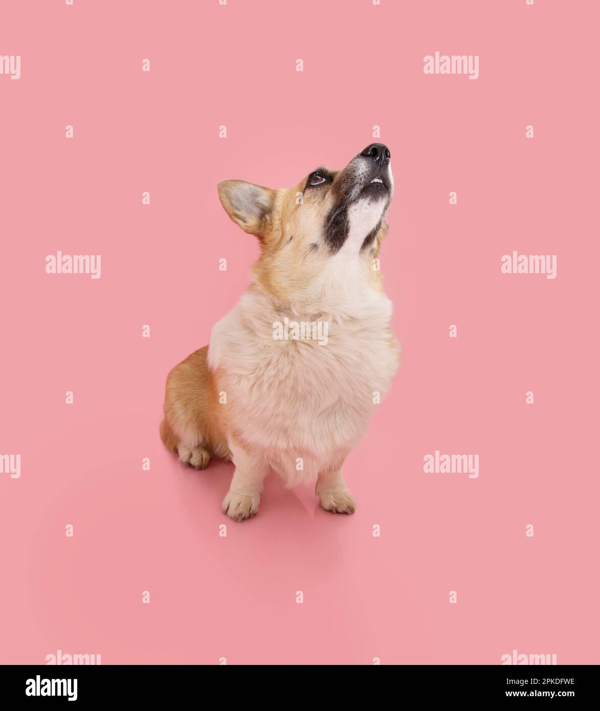 Portrait welsh corgi pembroke dog looking up and begging food. Isolated on pink pastel background Stock Photo