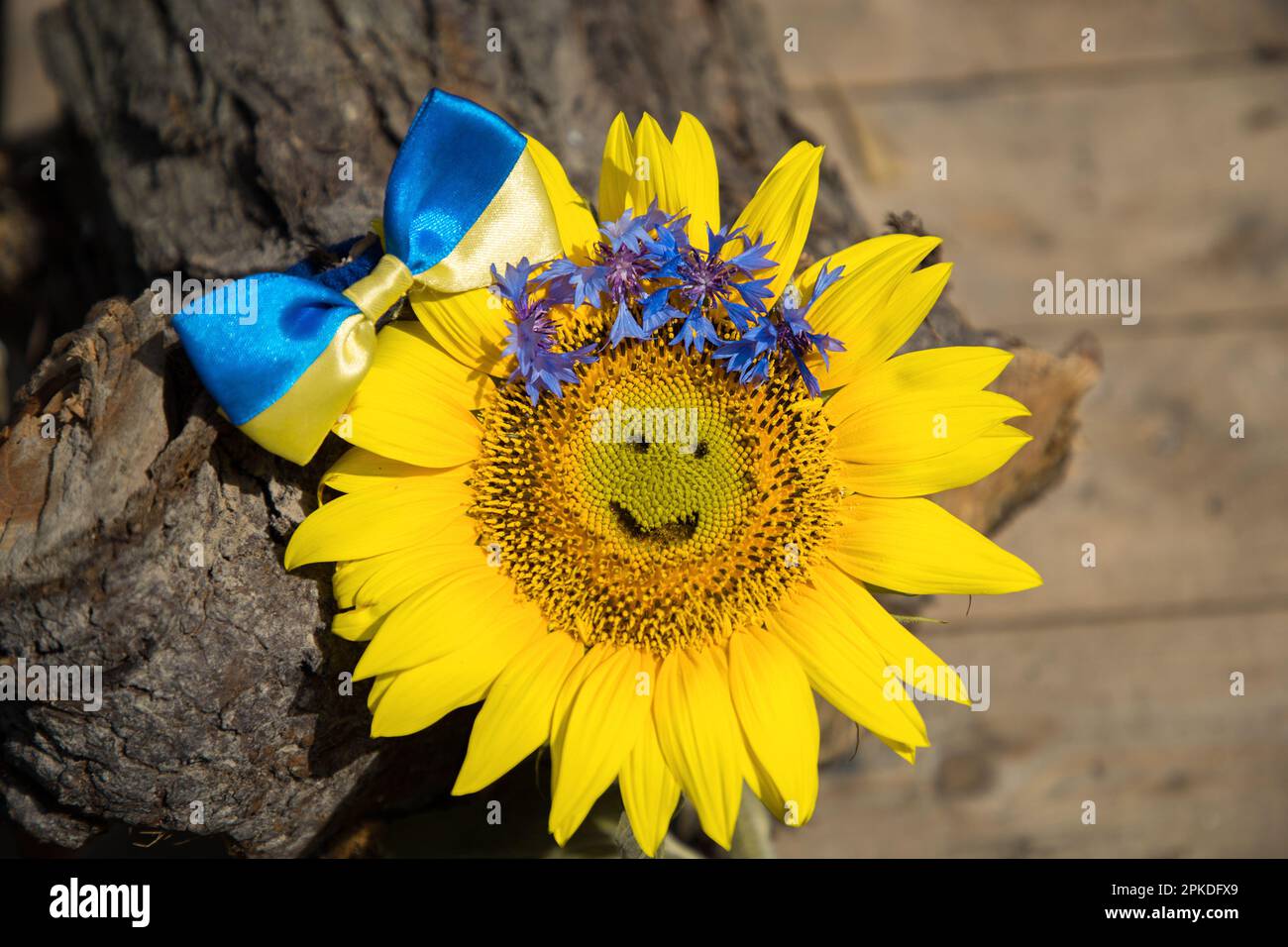 yellow sunflower with carved smile and yellow blue bow. Symbolic image of Ukraine. faith in victory, hope for revival of country after hostilities. co Stock Photo