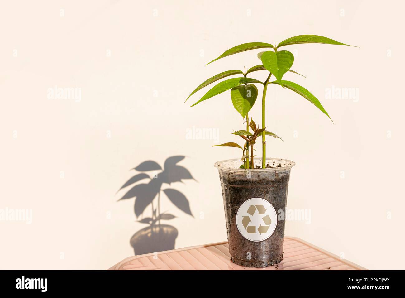 Plant seeds in used plastic cups. Recycling concept. to reduce waste to zero and reforestation to solve the problem of global warming Stock Photo