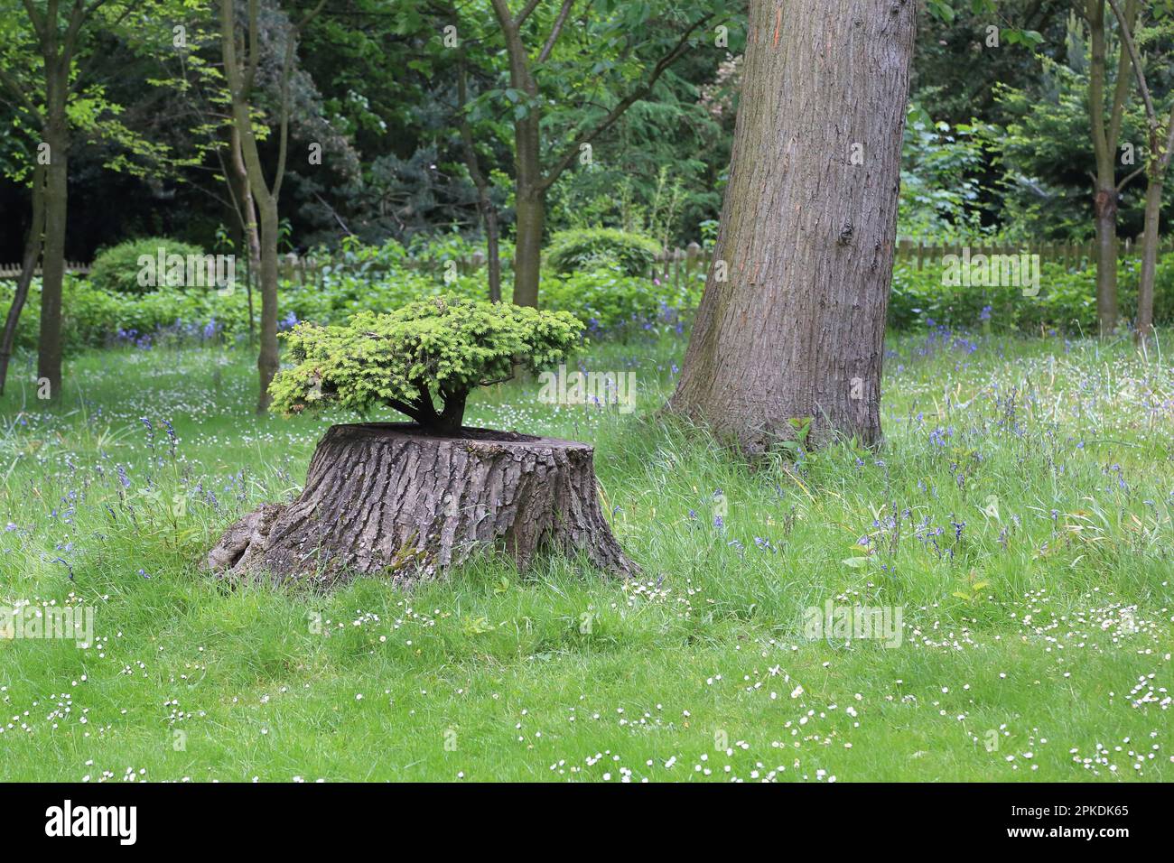 A bonsai grows in a hollow of hemp in the park. Stock Photo