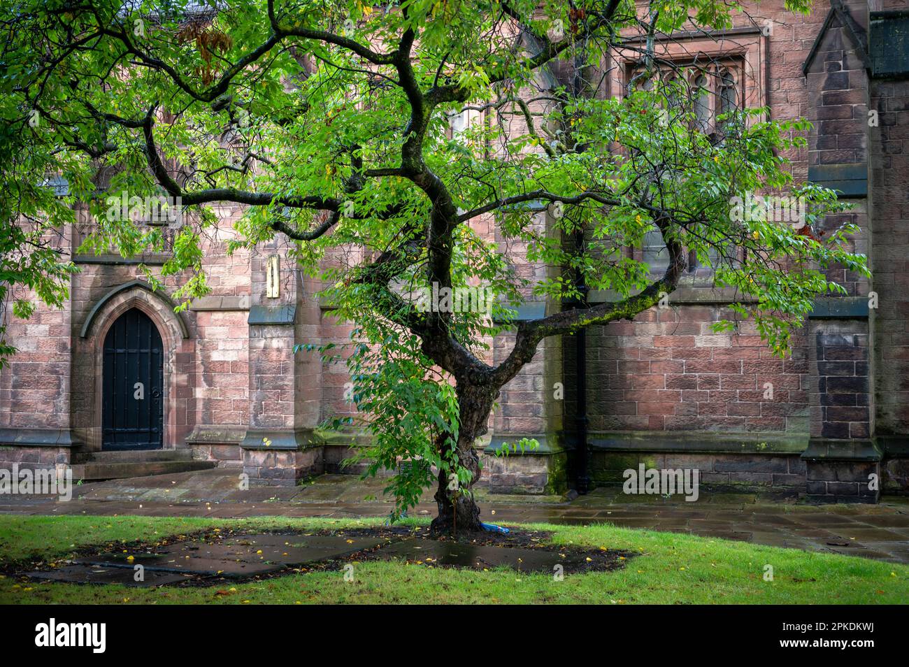 Curvy tree in the garden of St Mary Church in Leigh, UK Stock Photo