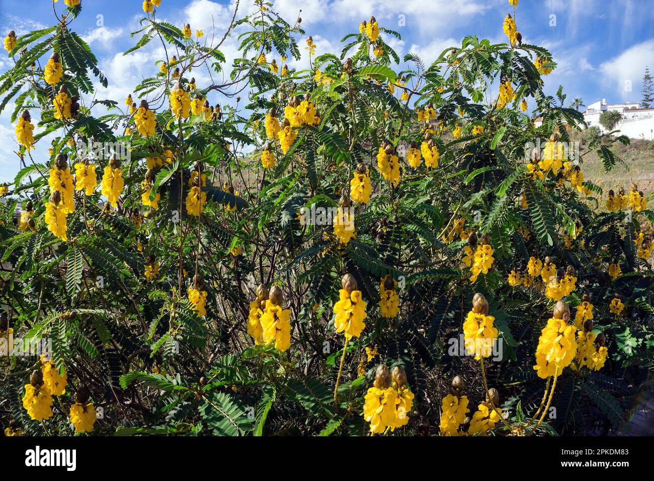 Candle bush (Senna didymobotrya), blooming, native to Africa, Andalusia, Costa del Sol, Spain, Europe Stock Photo