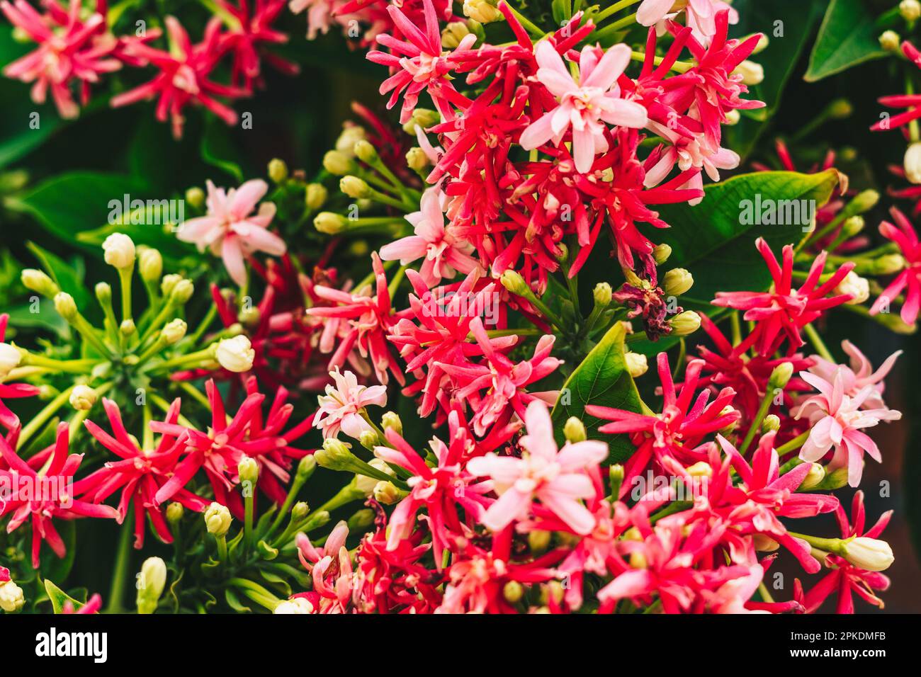 A close up of a plant with red flowers Stock Photo