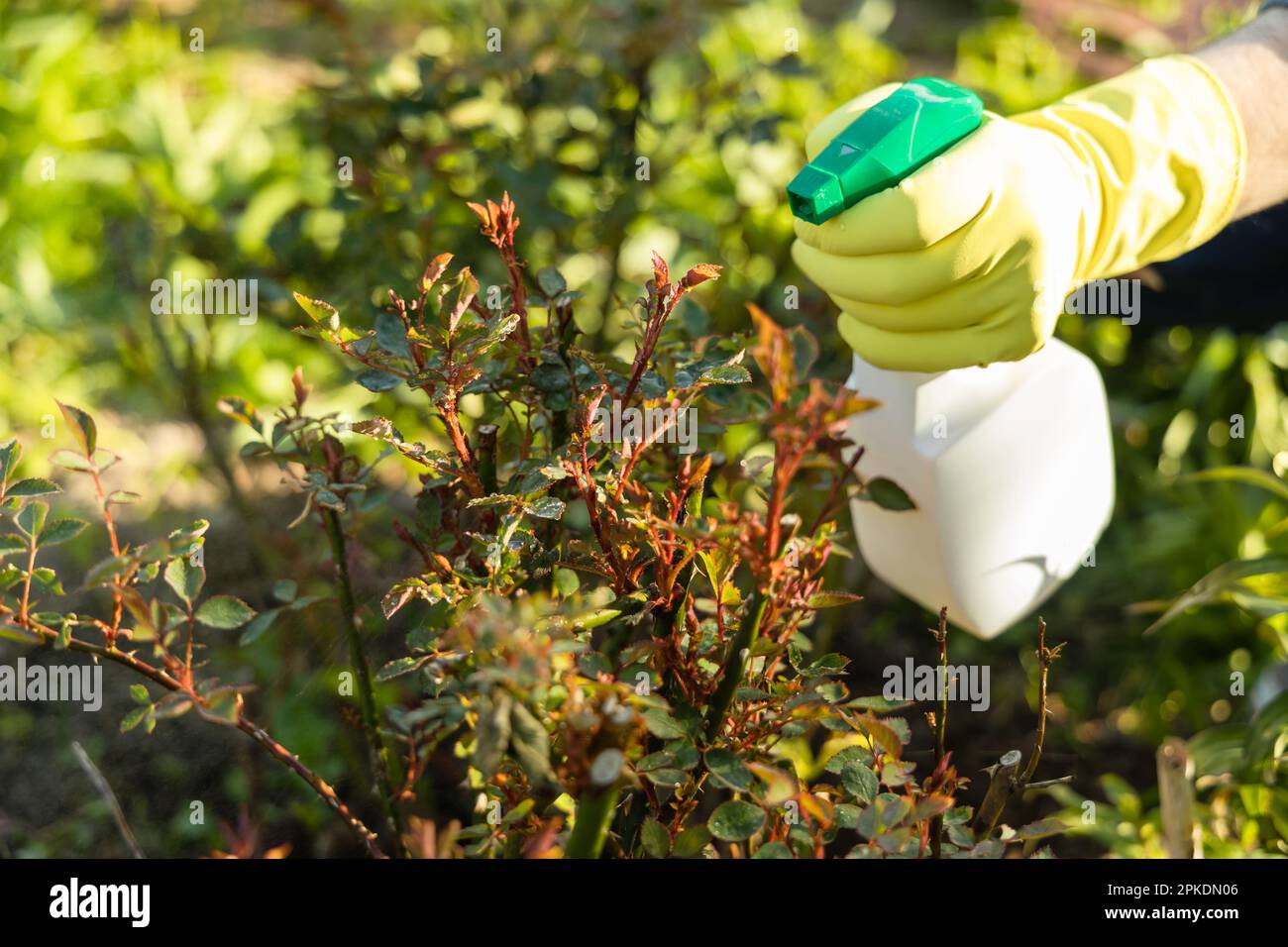 Treatment Of Roses From Pests Aphids And Fungi Remedy For Roses From Diseases And Pests Stock 