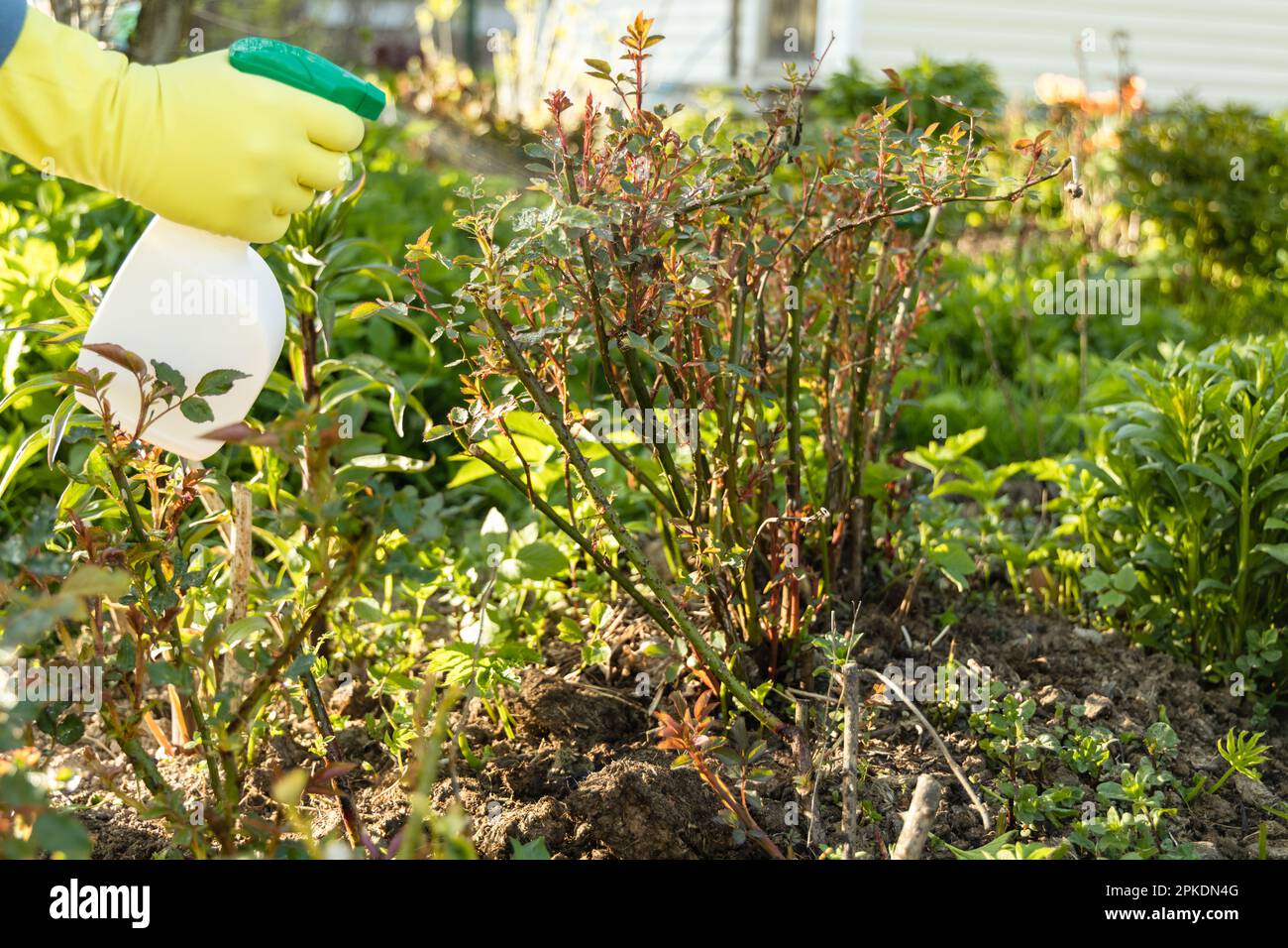 Treatment of roses from pests, aphids and fungi. Remedy for roses from