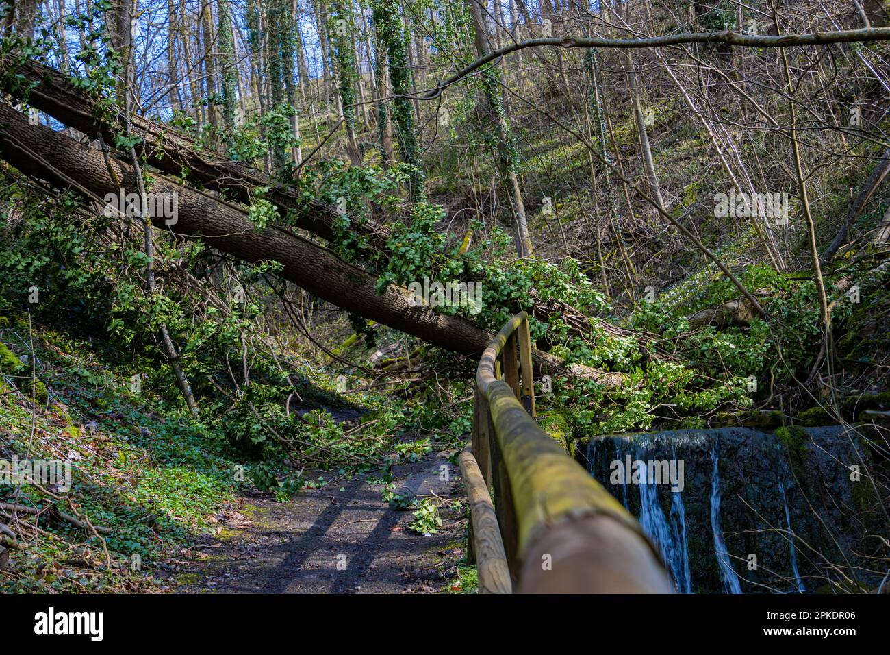 Fallen tree trunk destroying a wooden railing on a footpath in the ...
