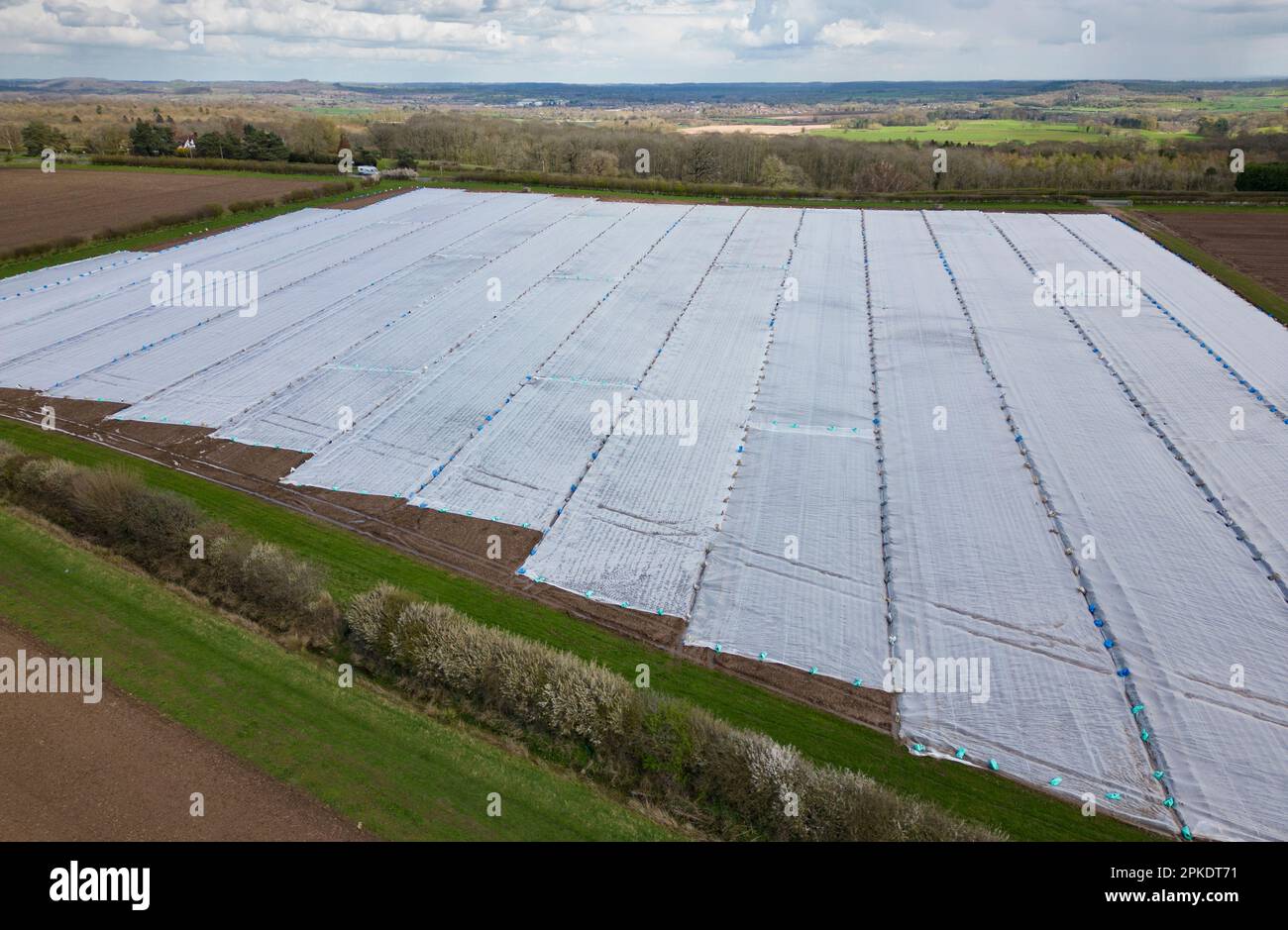 Getting ready for spring planting, a field is covered in plastic sheet