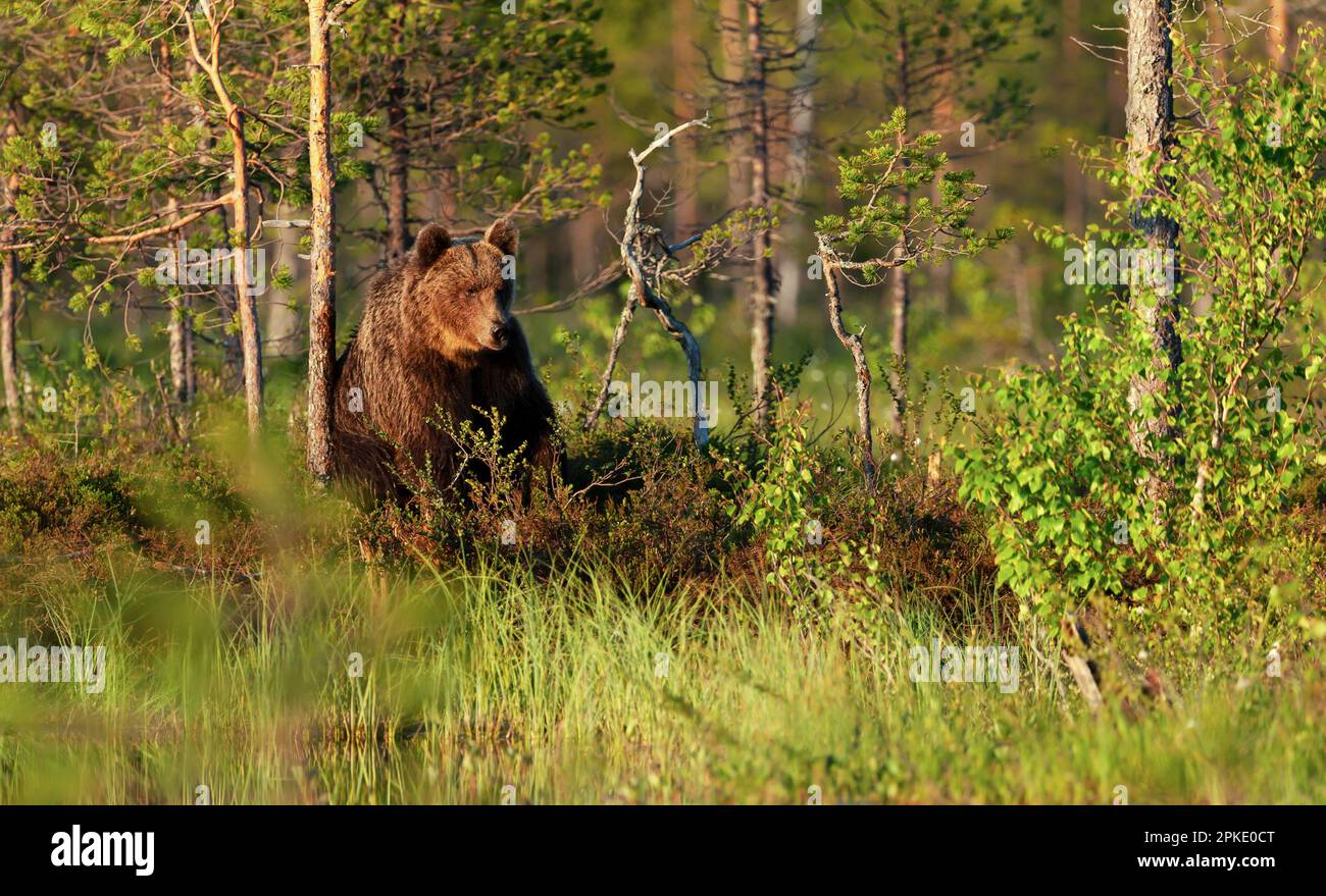 Bear standing up in water hi-res stock photography and images - Alamy