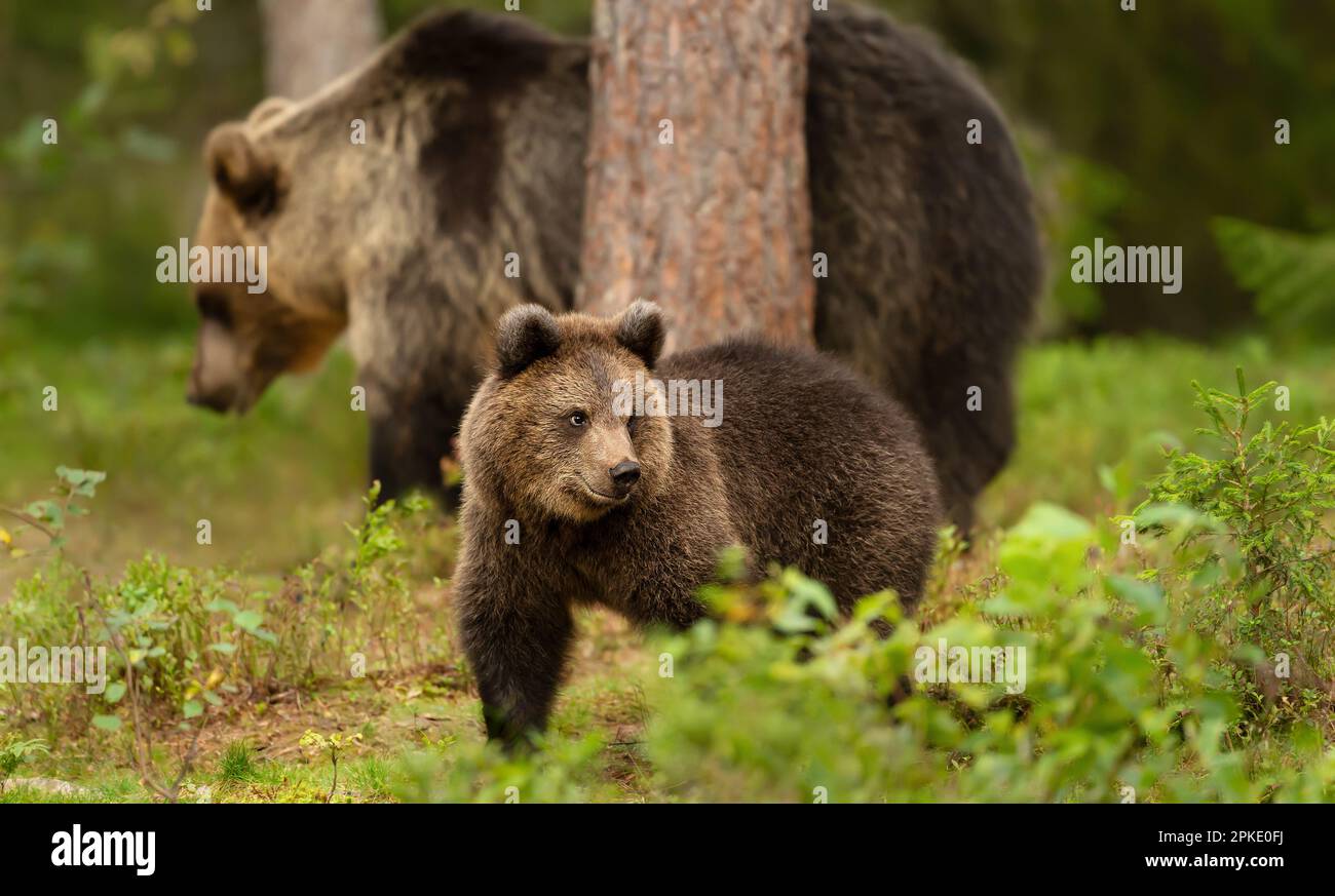 Close up of a cute Eurasian Brown bear cub with a bear mama in the forest, Finland. Stock Photo