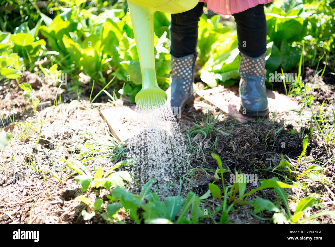 The feet of the girl watering the field Stock Photo