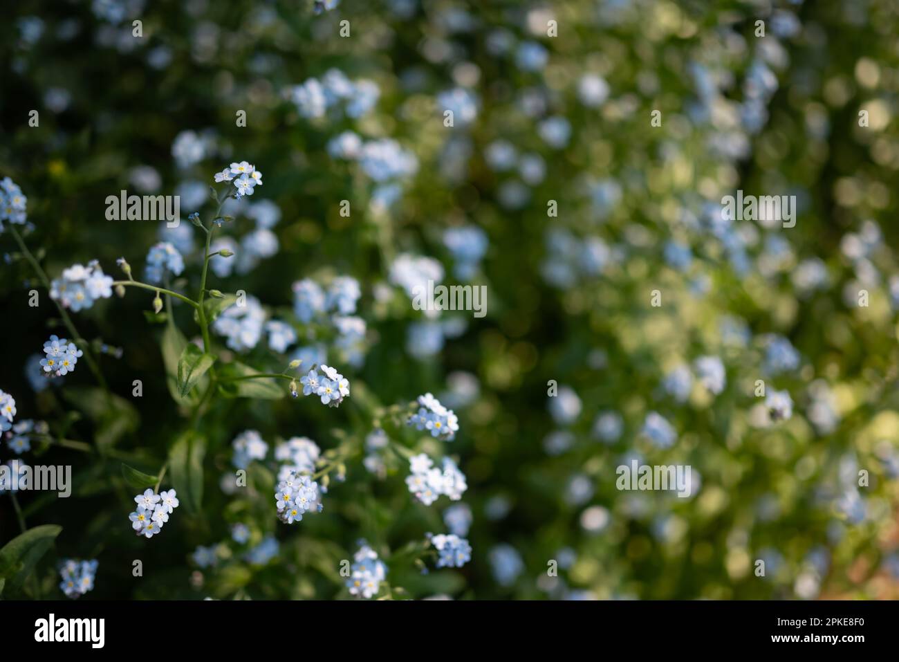 Mostly blurred blue flowers on green leaves background. Wood Forget-me-not Stock Photo