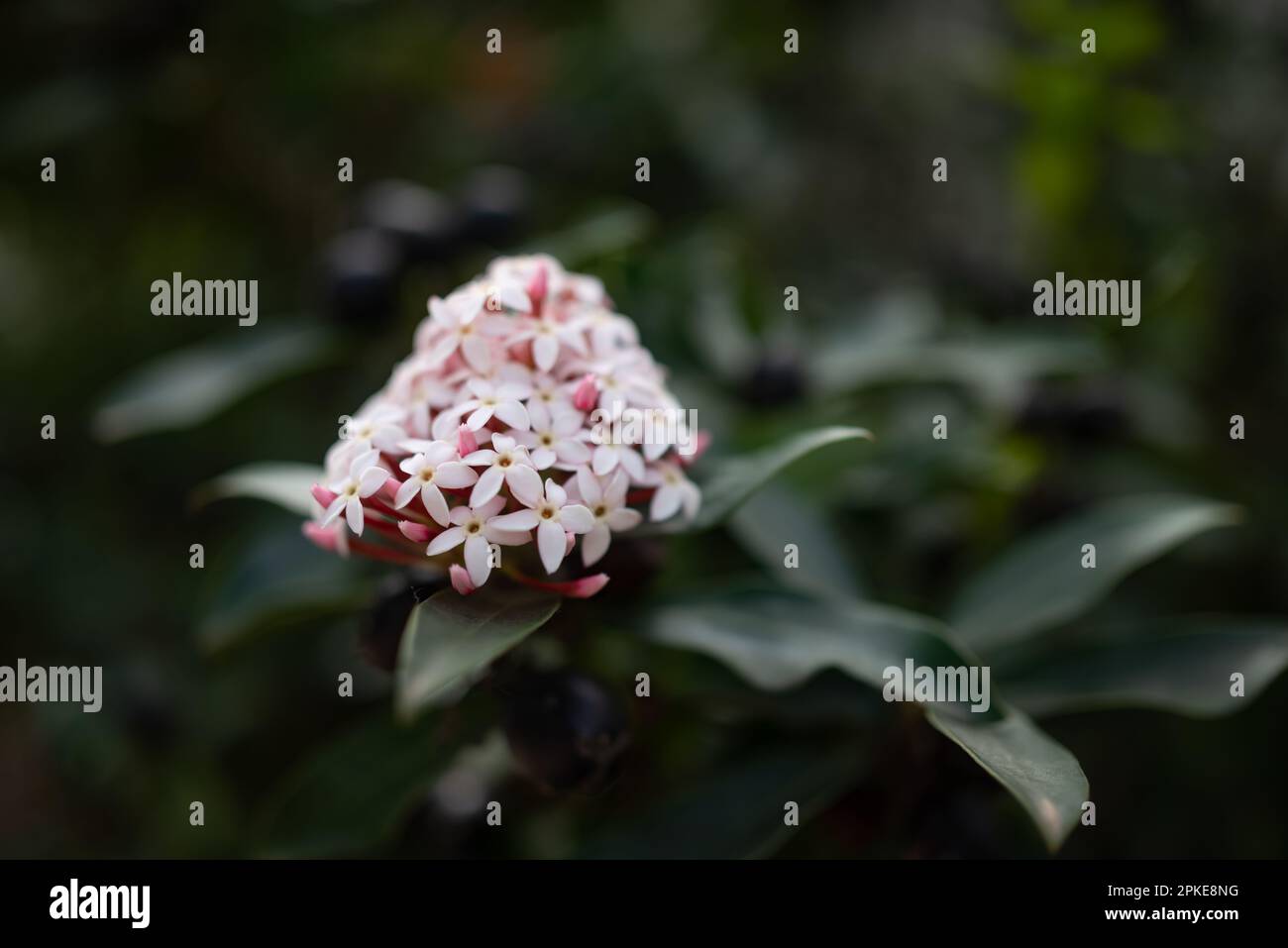 Pinky white flowers on green leaves background. African wintersweet Stock Photo