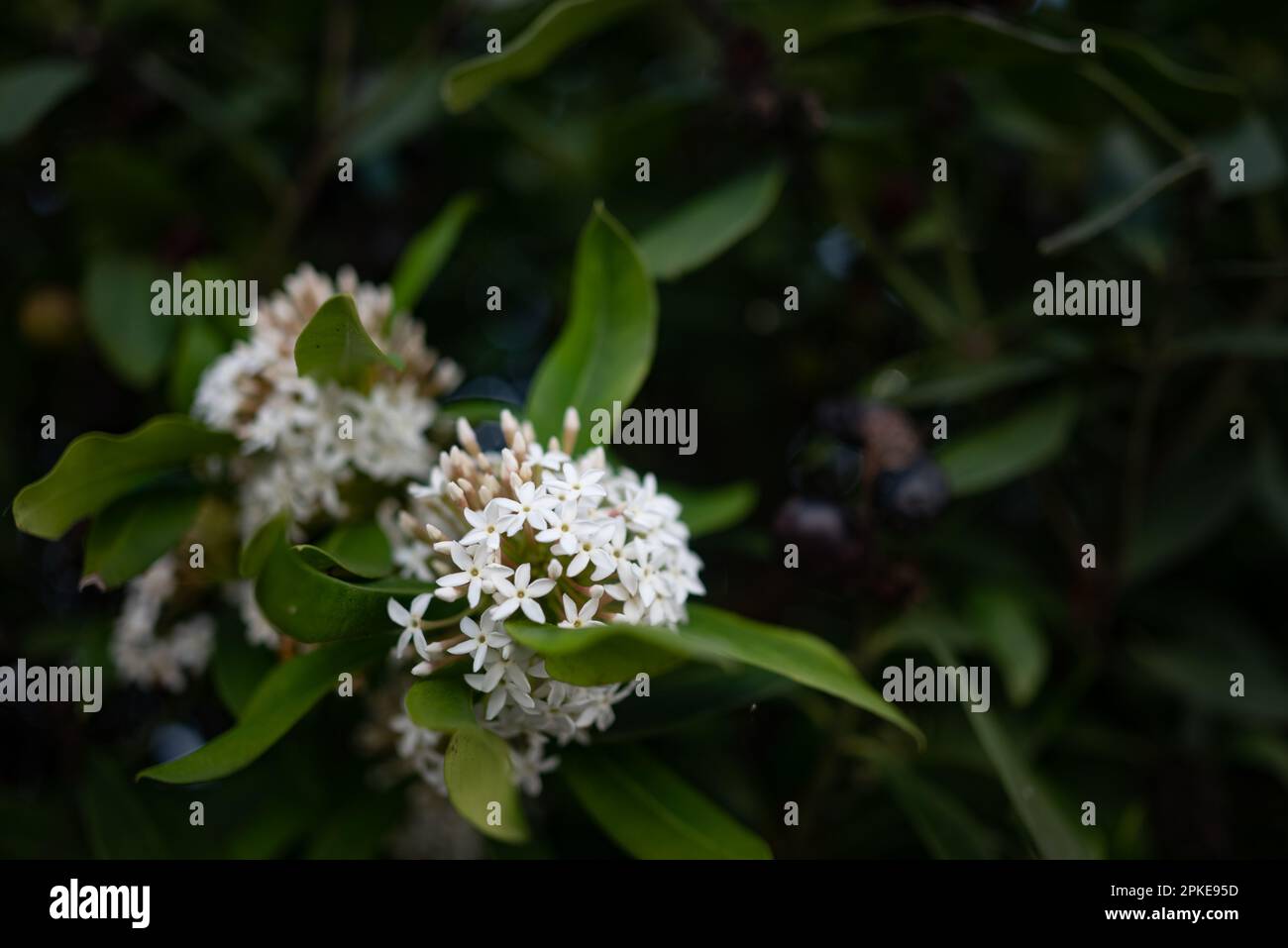 White flowers on green leaves background with black berries. African wintersweet Stock Photo