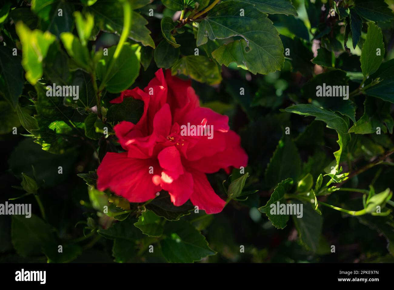 Mostly blurred red flower of double ruffle hibiscus on green leaves ...