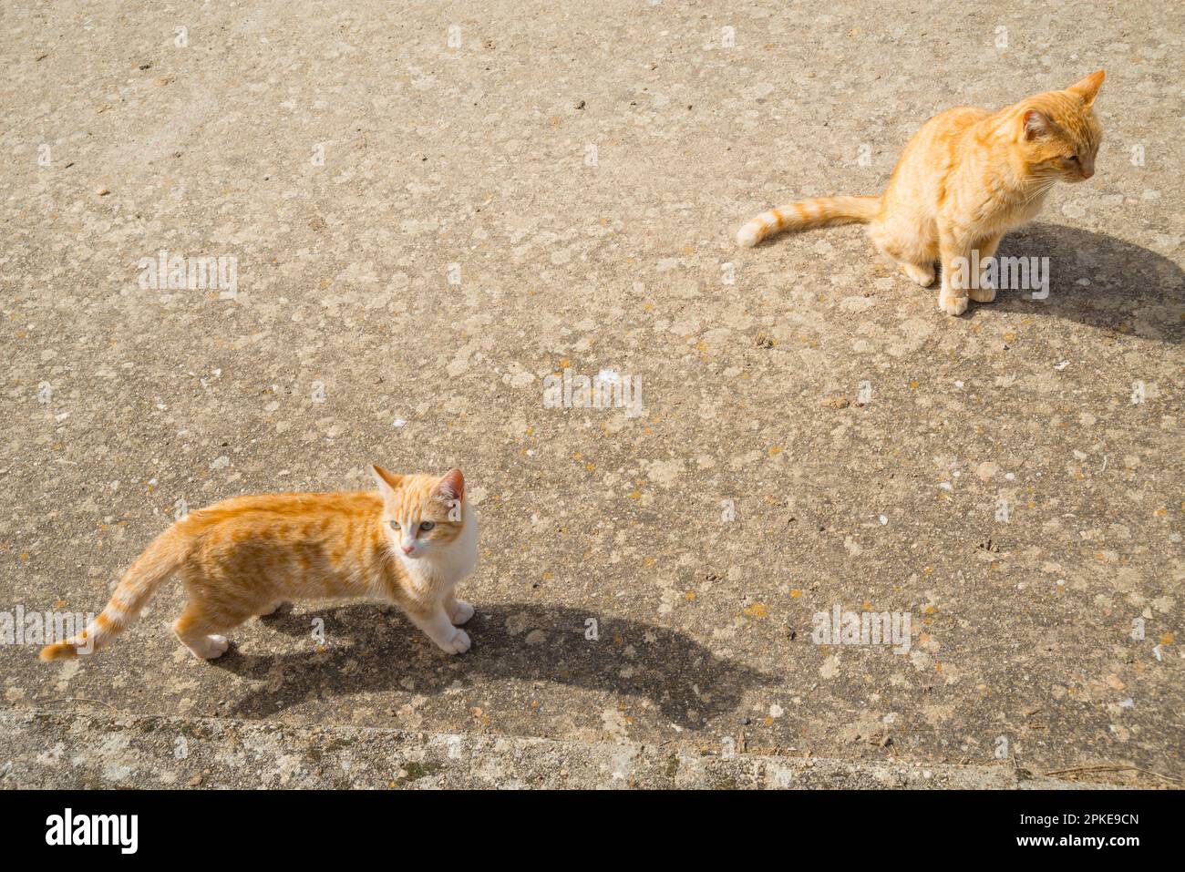 Two stray cats. Stock Photo