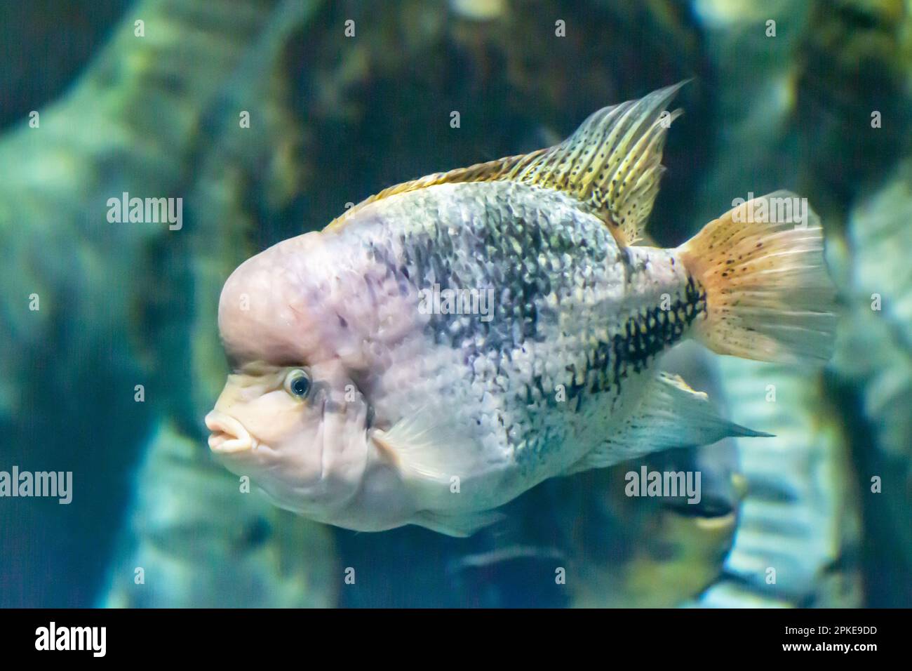Vieja maculicauda Blackbelt Cichlid . Interesting aquarium fish. Fishkeeping. Stock Photo