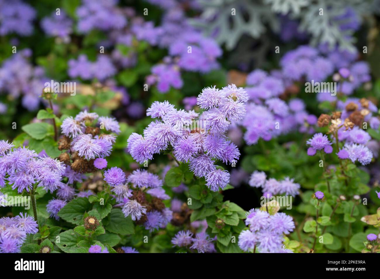 Flossflower Ageratum houstonianum in the garden, Granada region, Spain. Purple flowers ageratum in the garden. Stock Photo