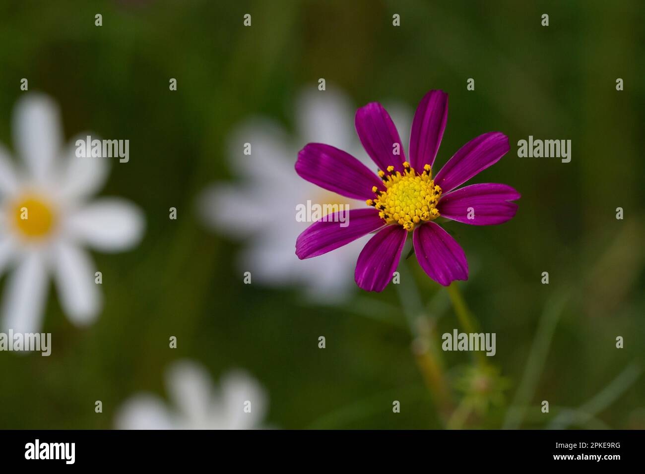 Beautiful purple Cosmos flower in the garden. Violet flowers pictures ...