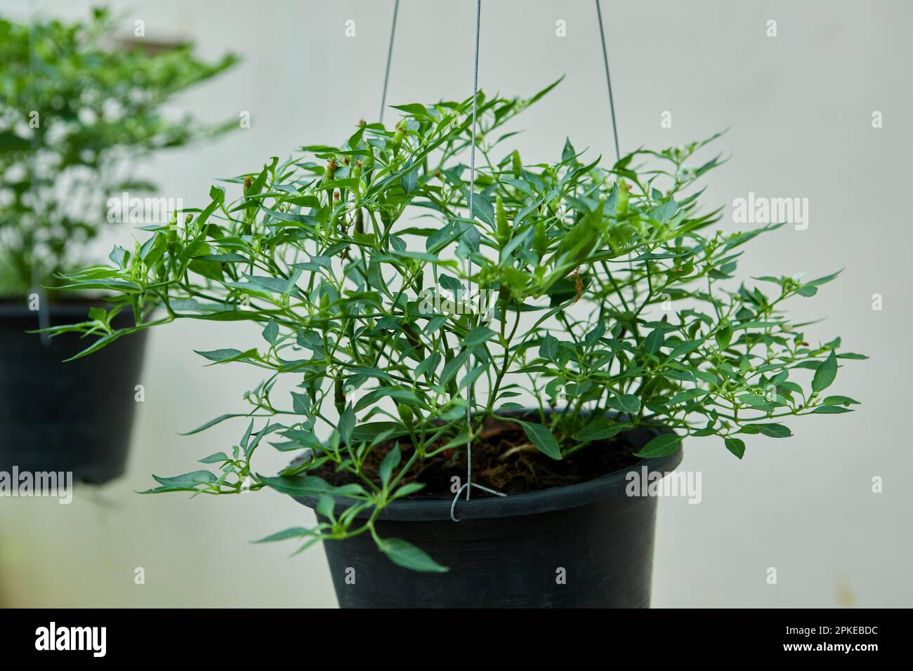 Chili pepper tree growing in potted plant Stock Photo Alamy