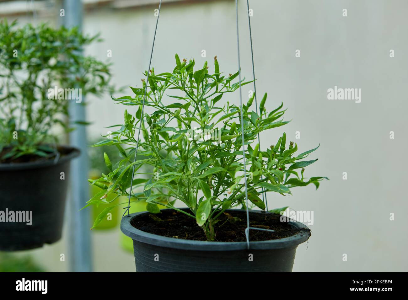 Chili pepper tree growing in potted plant Stock Photo Alamy