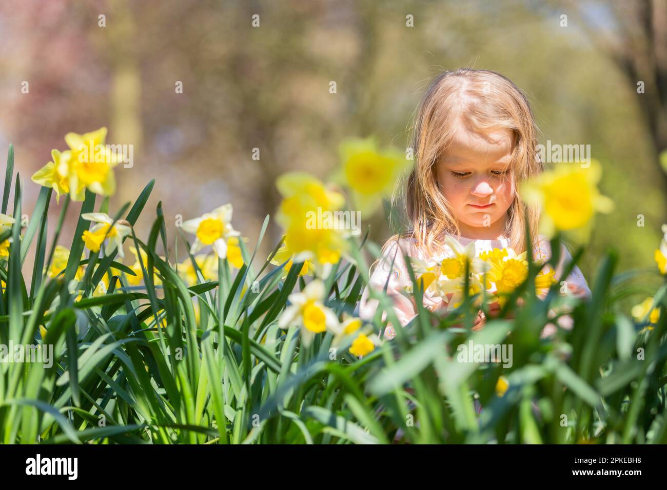 5 Year Old Girl Playing Among Spring Daffodils Stock Photo Alamy 5-year-old-girl-playing-among-spring-daffodils-stock-photo-alamy