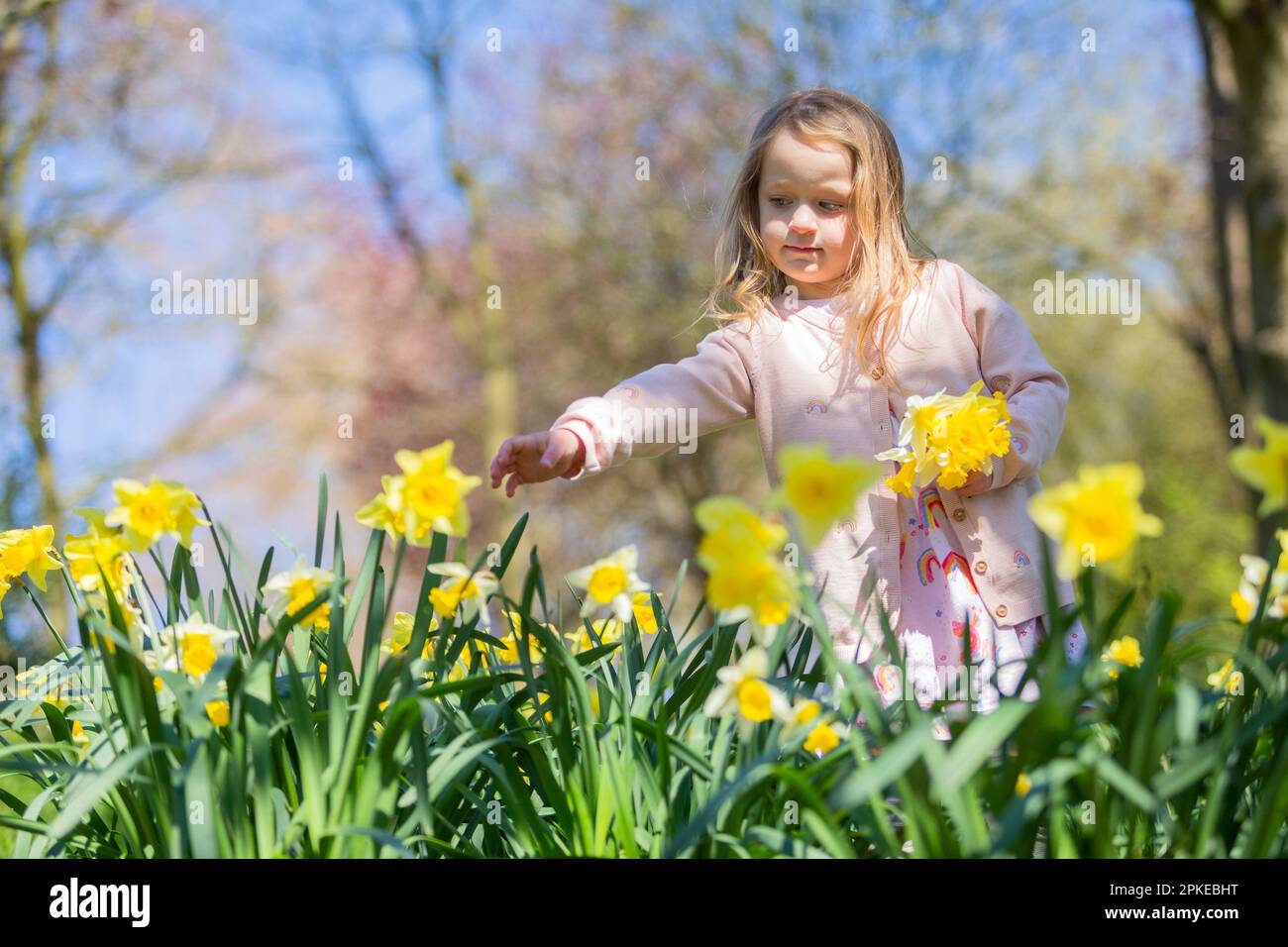 5 Year Old Girl Playing Among Spring Daffodils Stock Photo Alamy 8-photos-kids-shoe-sizes-explained-and-view-alqu-blog
