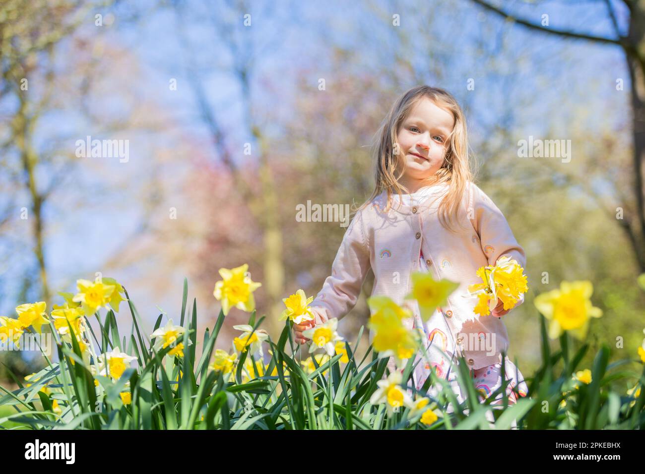 5 Year Old Girl Playing Among Spring Daffodils Stock Photo Alamy 5-year-old-girl-playing-among-spring-daffodils-stock-photo-alamy