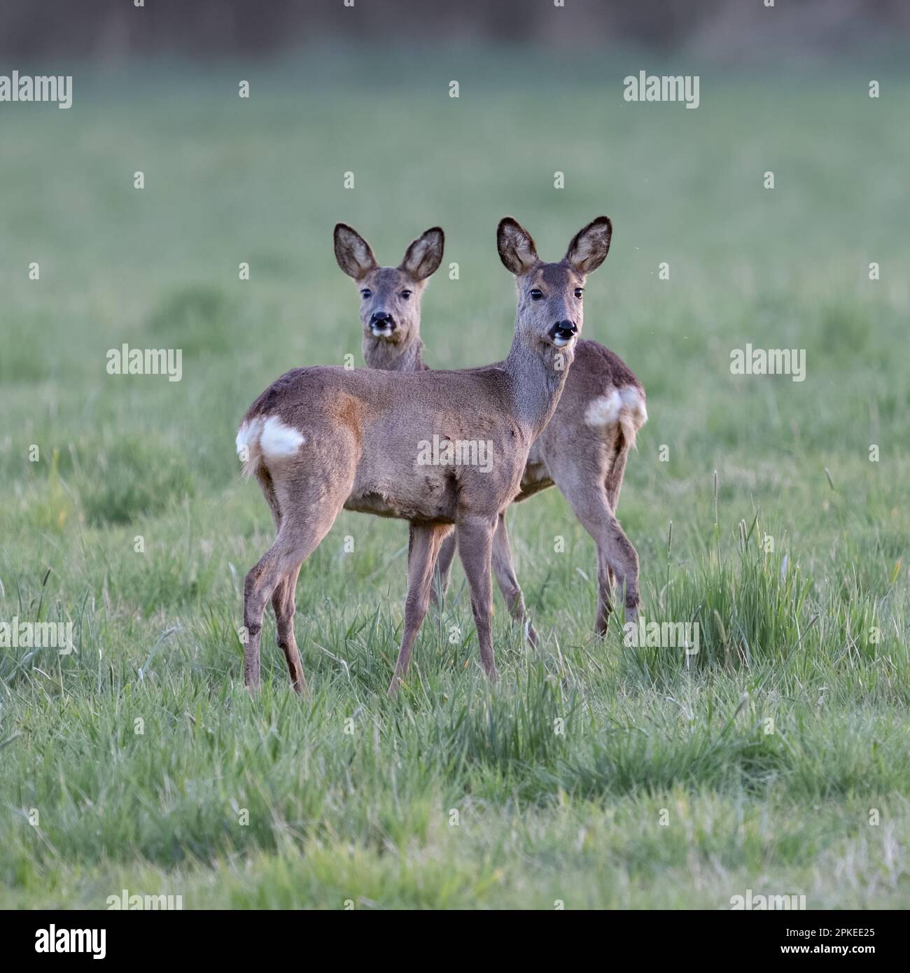 Attention... Roe deer ( Capreolus capreolus ), roe deer in the early evening, two attentive doe Stock Photo
