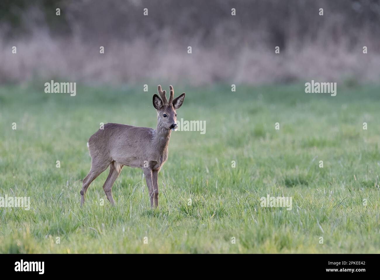 young roe buck in velvet... Roe deer ( Capreolus capreolus ) in the shelter of a hedge on a meadow Stock Photo