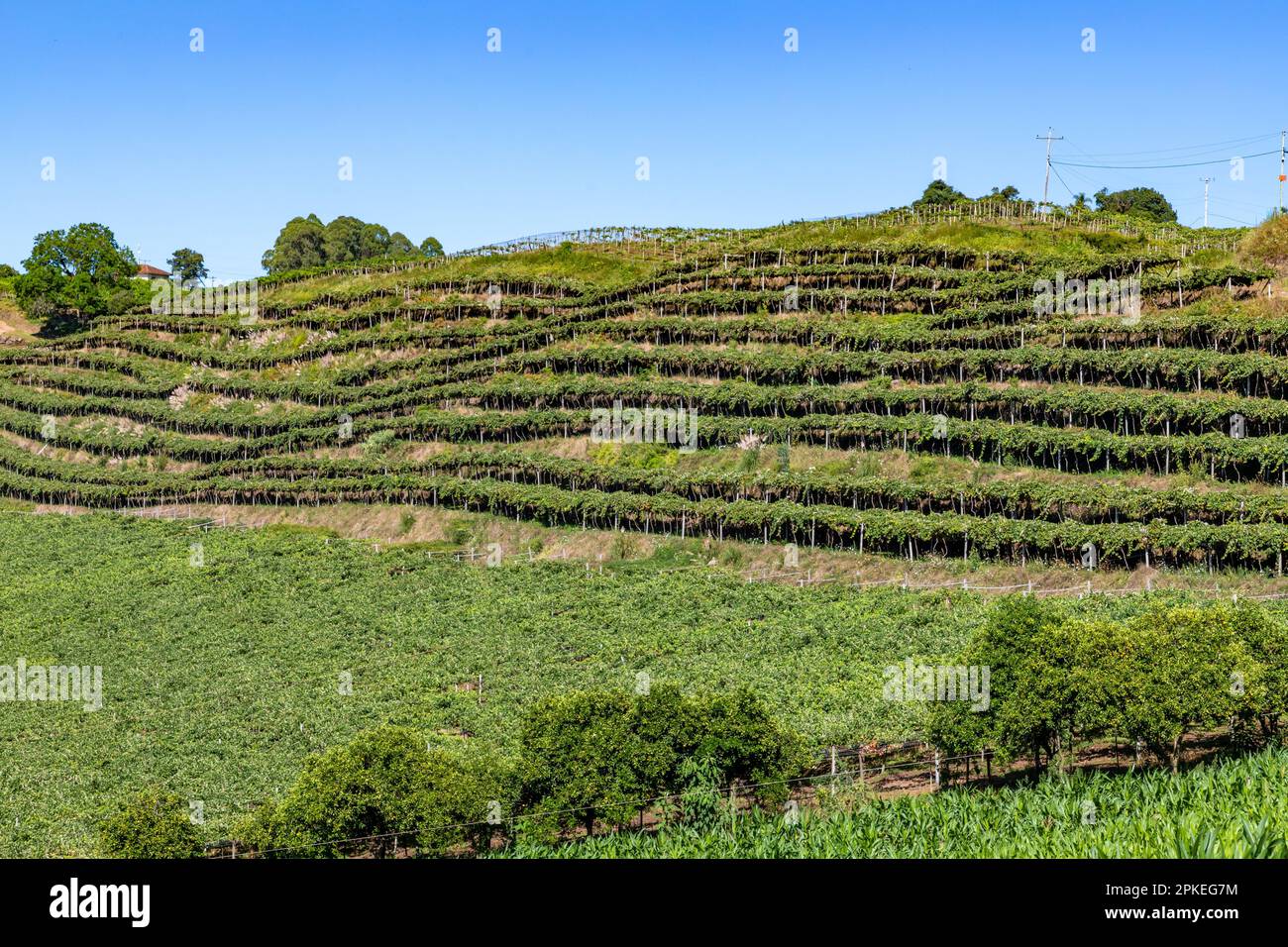 Vineyard in a farm with trees around, Otavio Rocha, Flores da Cunha, Rio Grande do Sul, Brazil Stock Photo