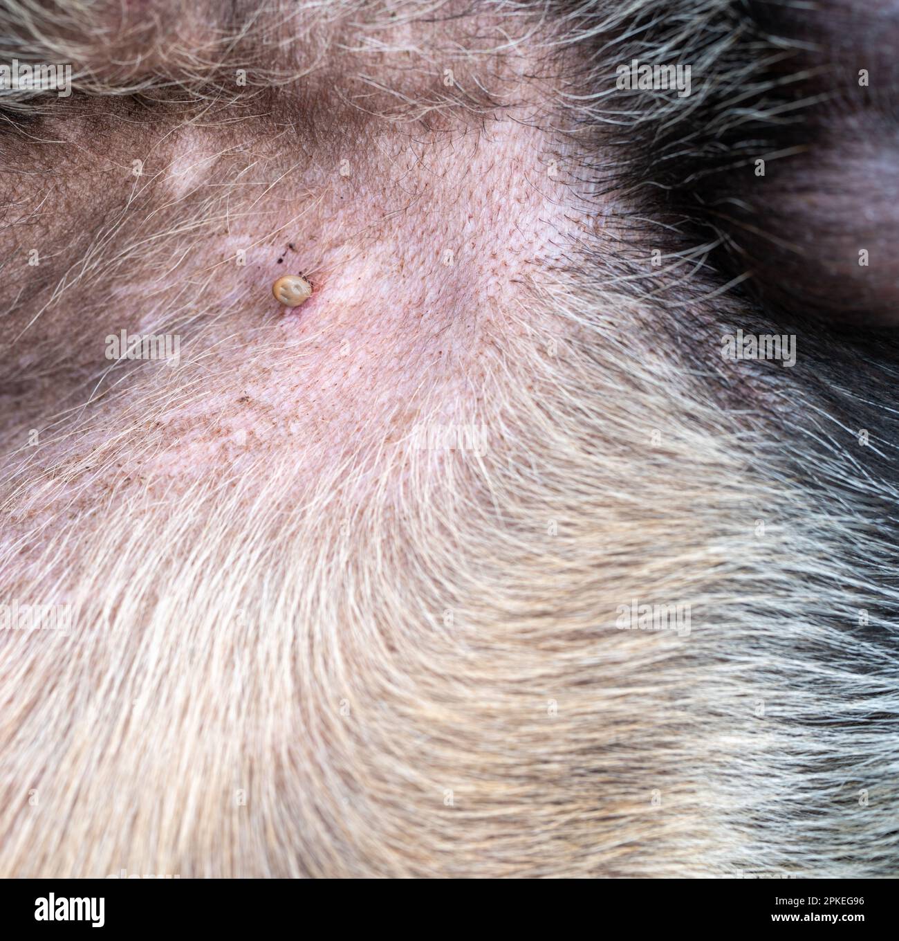 Mite on dogs skin closeup photo Stock Photo Alamy