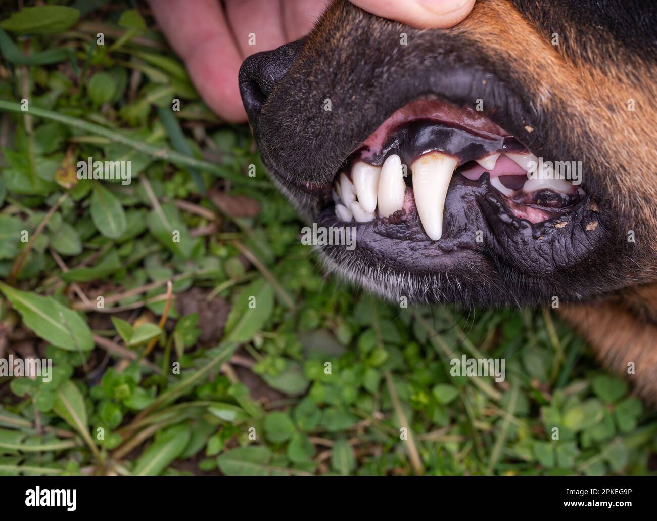 Dental caries dog teeth closeup photography Stock Photo Alamy
