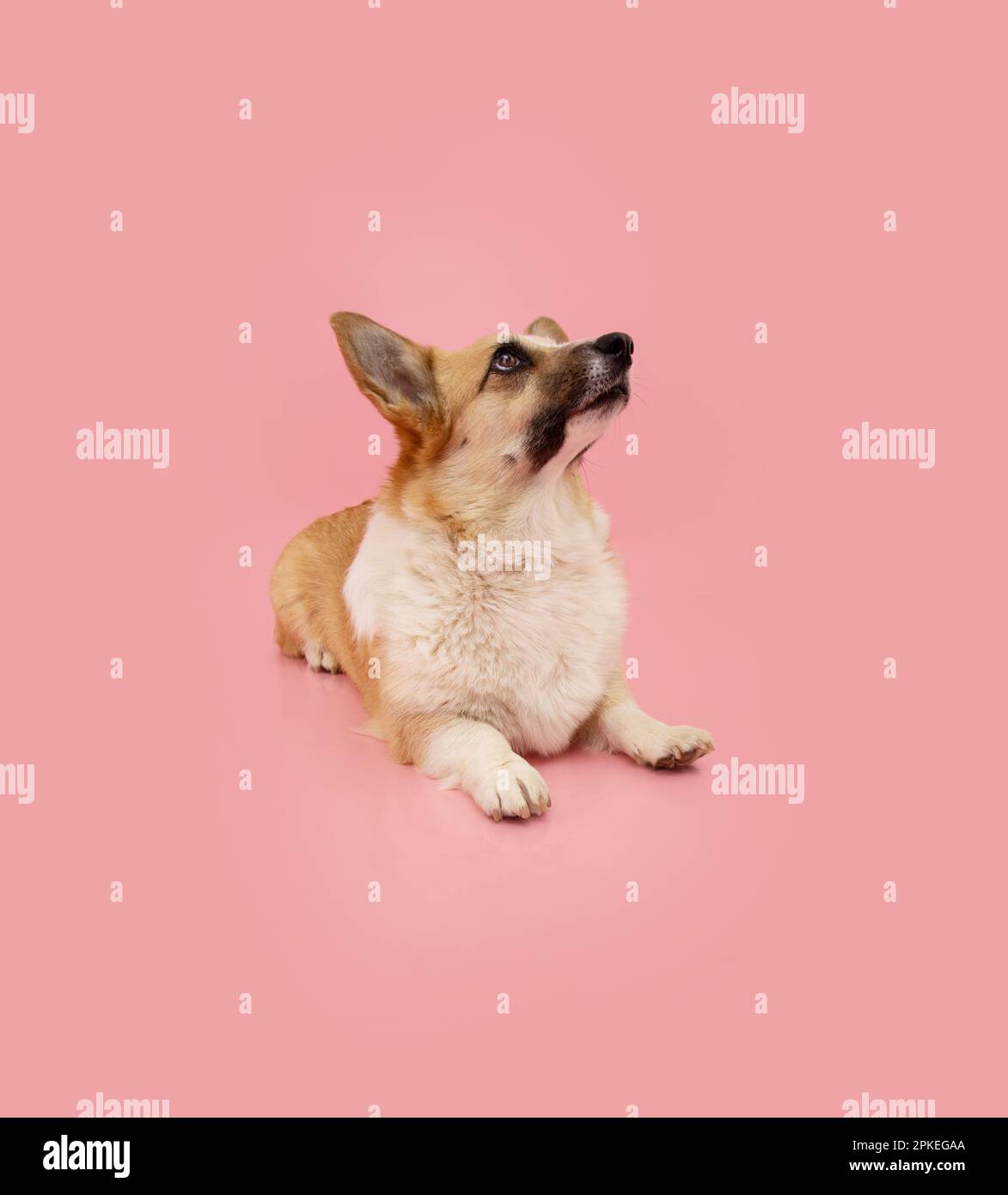 Portrait corgi puppy dog lying down and looking up begging food. obedience concept. Isolated on pink pastel background Stock Photo