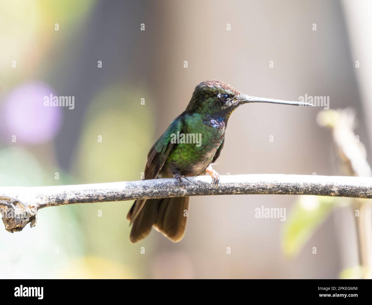 Talamanca hummingbird (Eugenes spectabilis) at Savegre, Costa Rica Stock Photo