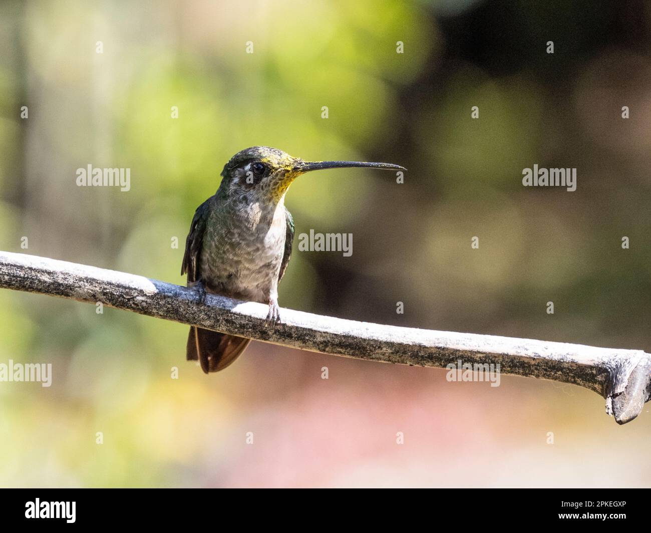 Talamanca hummingbird (Eugenes spectabilis) at Savegre, Costa Rica Stock Photo