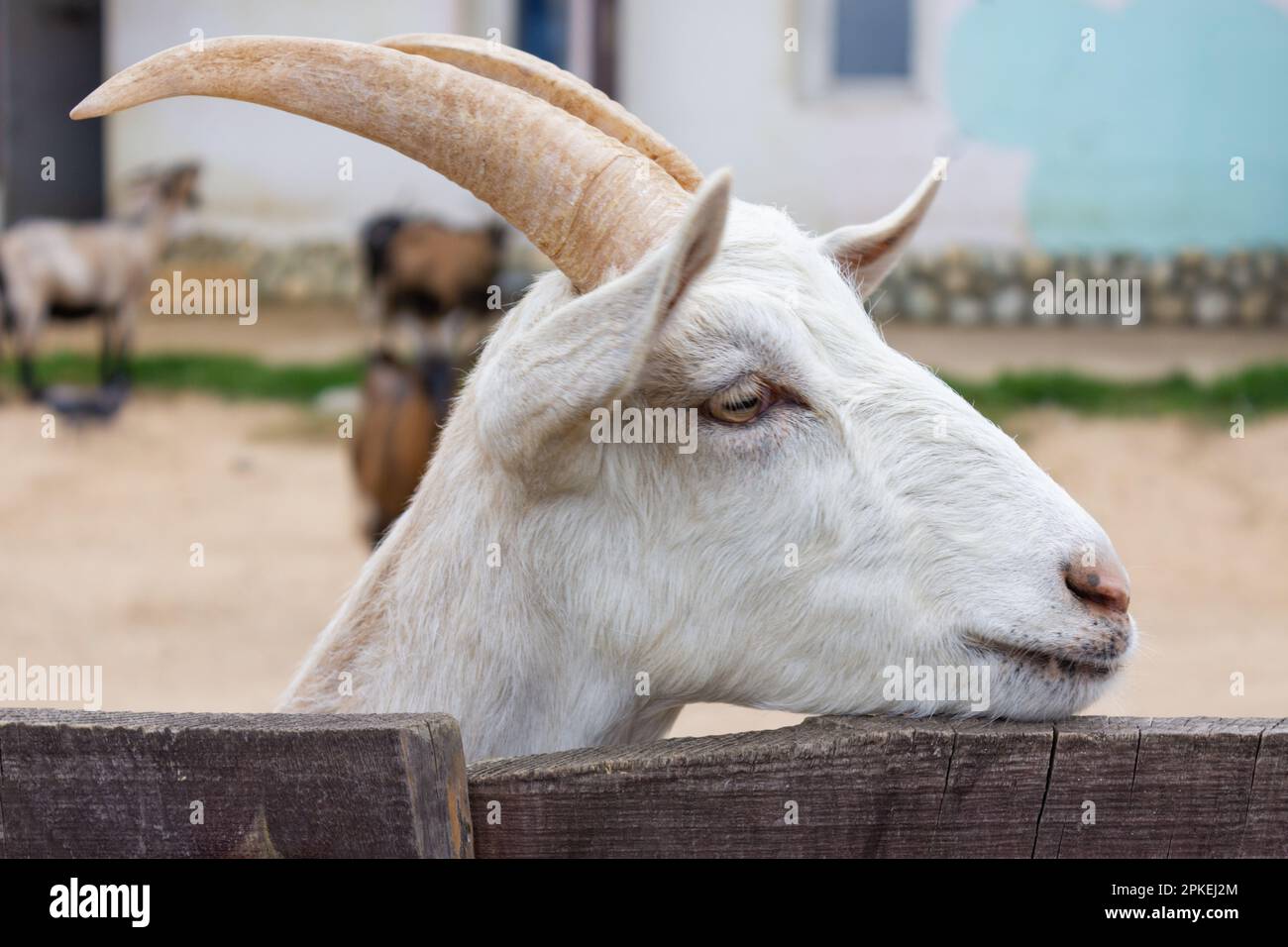 Saanen goats of white color on a farm closeup Stock Photo Alamy