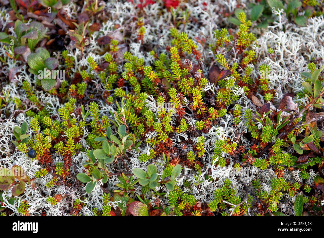 A close-up shot of typical ground vegetation of Lofoten, Norway Stock ...