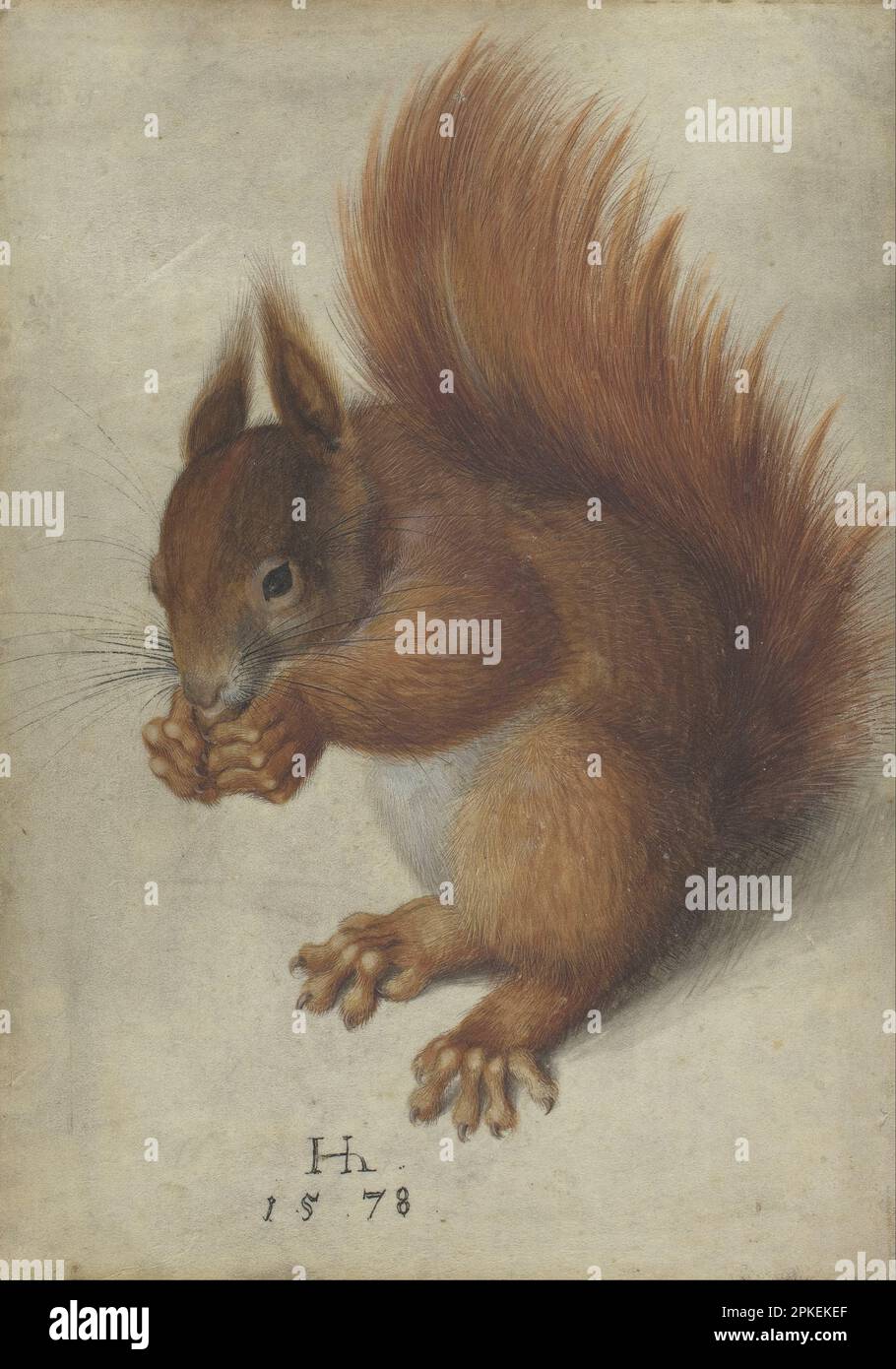 Red Squirrel 1578 by Hans Hoffmann Stock Photo