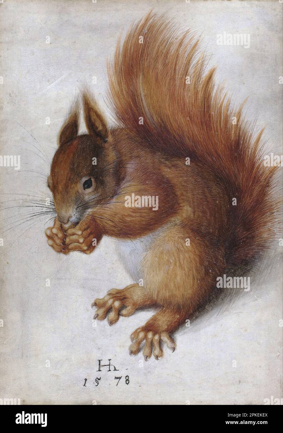 Red Squirrel 1578 by Hans Hoffmann Stock Photo