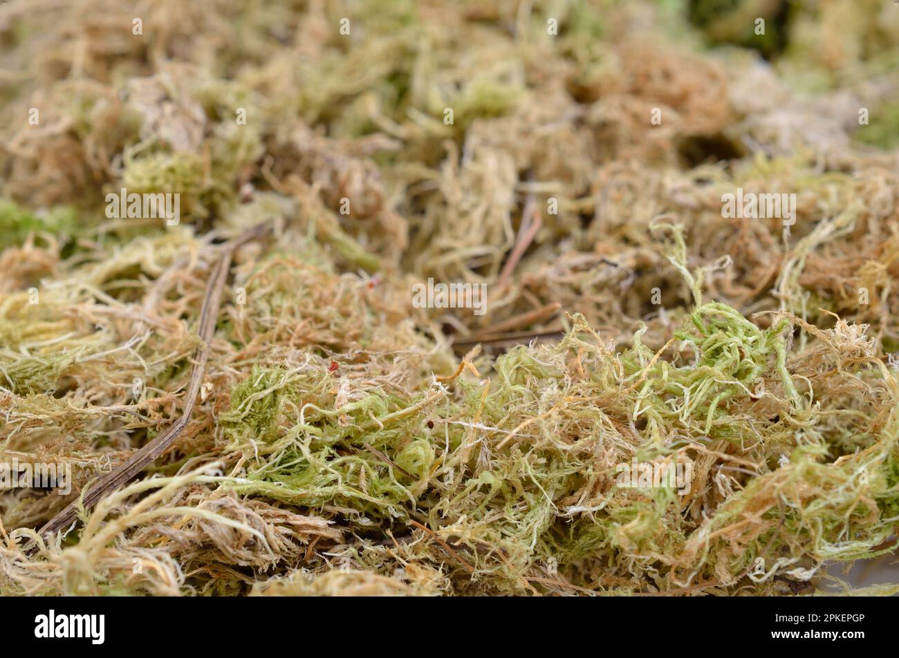 Sphagnum moss for orchids on a white isolated background, top view Stock  Photo by ndanko