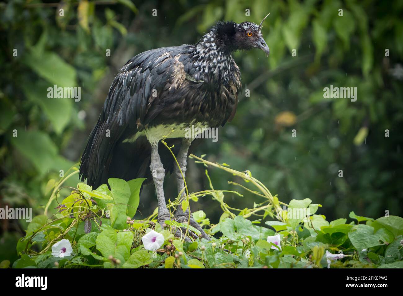 Horned Screamer (Anhima cornuta) of the Peruvian Amazon Stock Photo Alamy