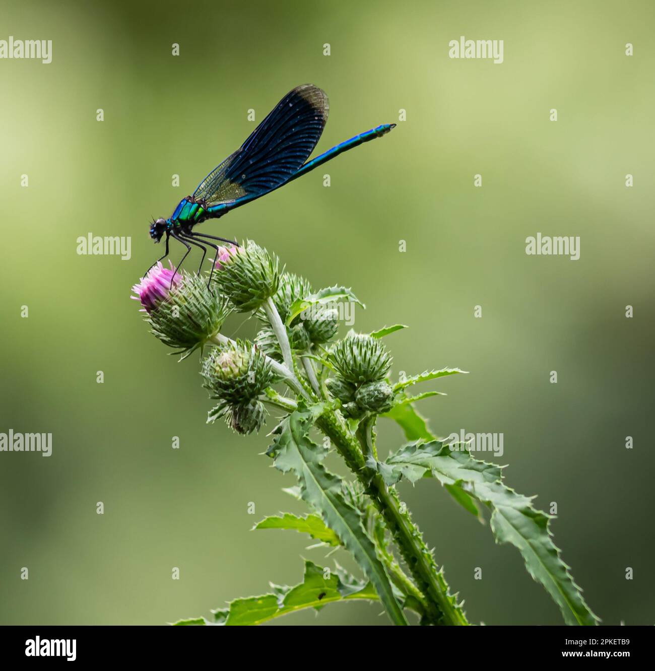 dragonfly on a plant close up sits on a green plant Stock Photo - Alamy
