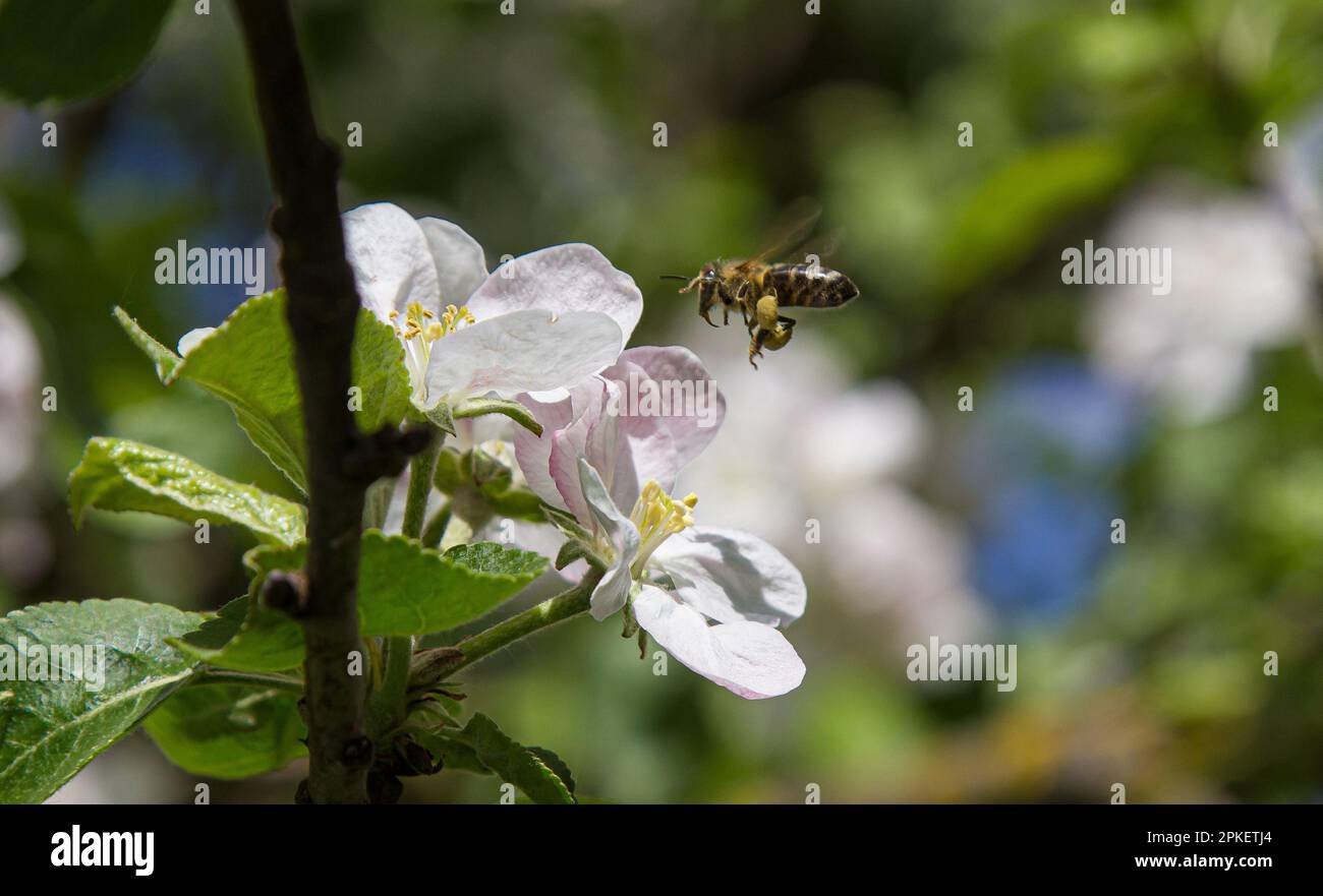 apple tree blooms in the garden. bees collect nectar and pollen Stock ...