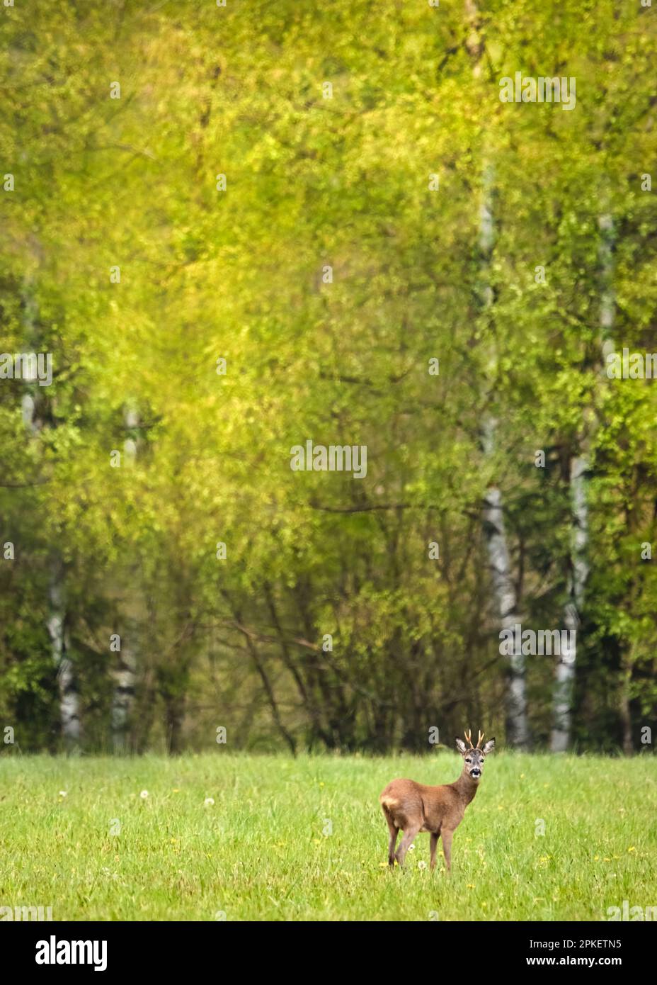 A juvenile male deer or buck on a lush green meadow looking into the camera, lush green birch trees in the background Stock Photo