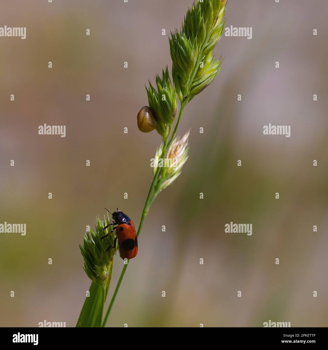 Close up insects hi-res stock photography and images - Alamy