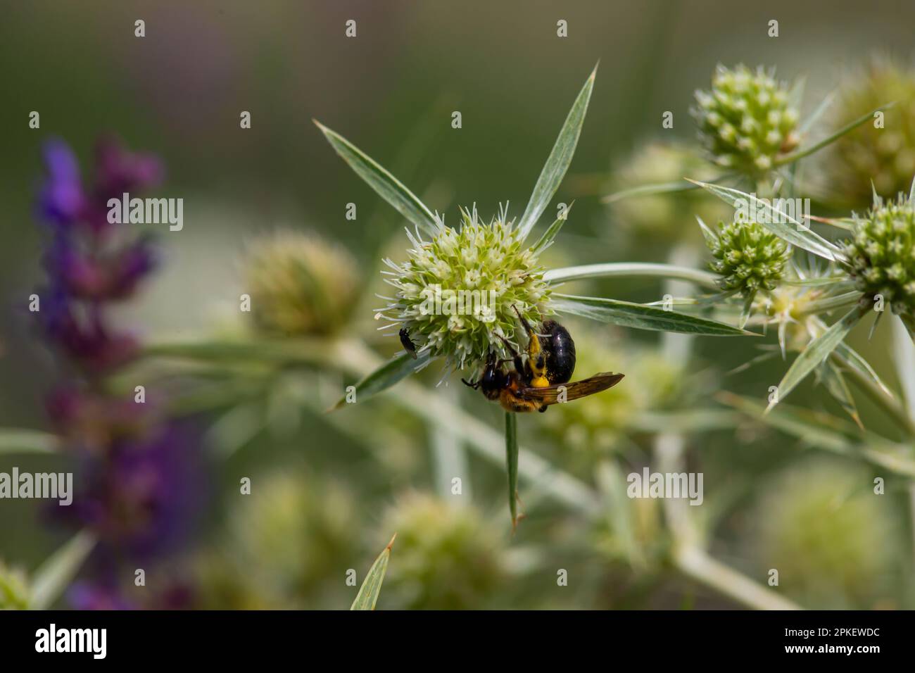 Bee on flowers of eryngium. Bee pollinates a flower in the garden. Stock Photo