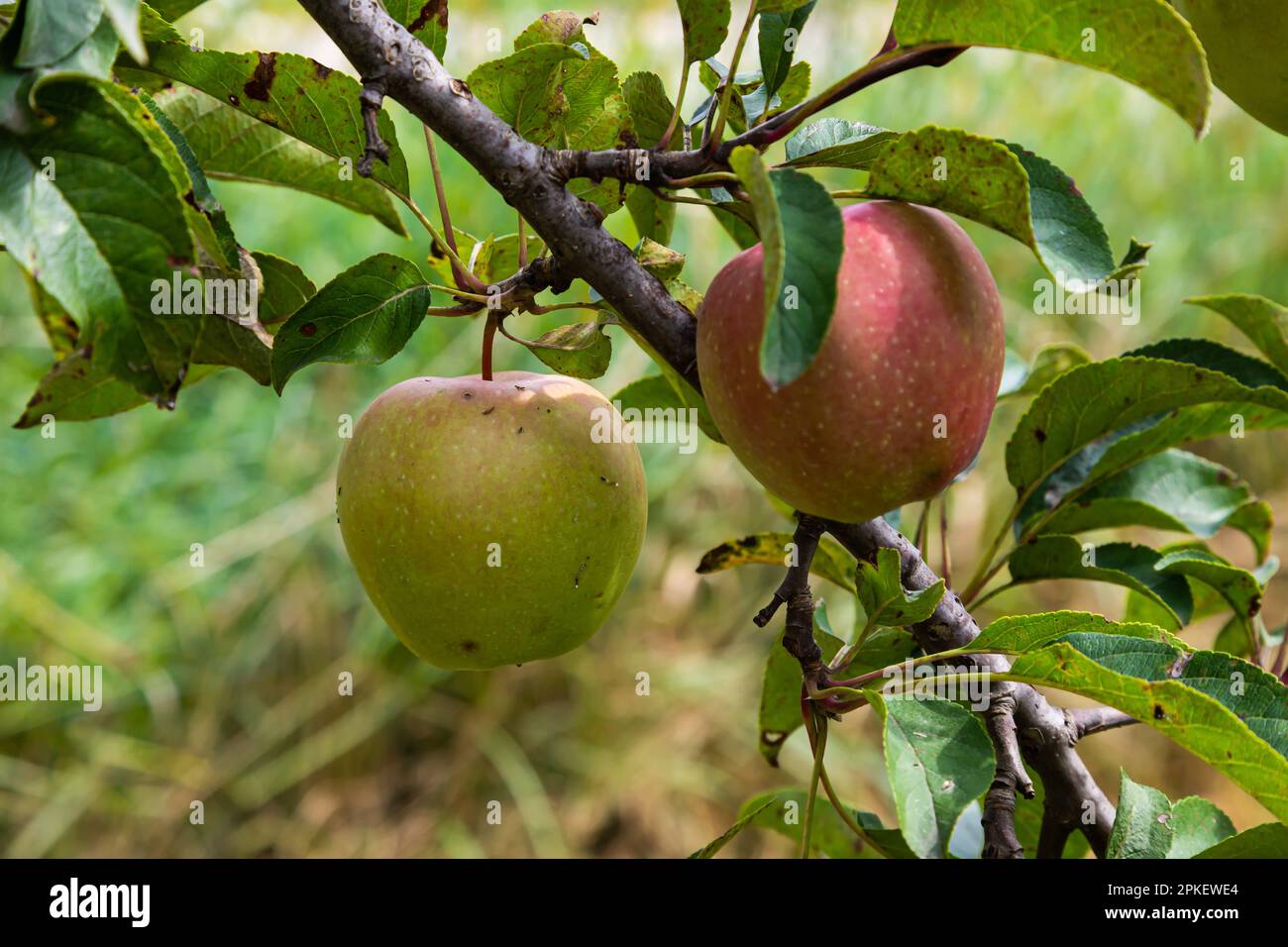 branch of ripe apples on a tree in a garden Stock Photo - Alamy