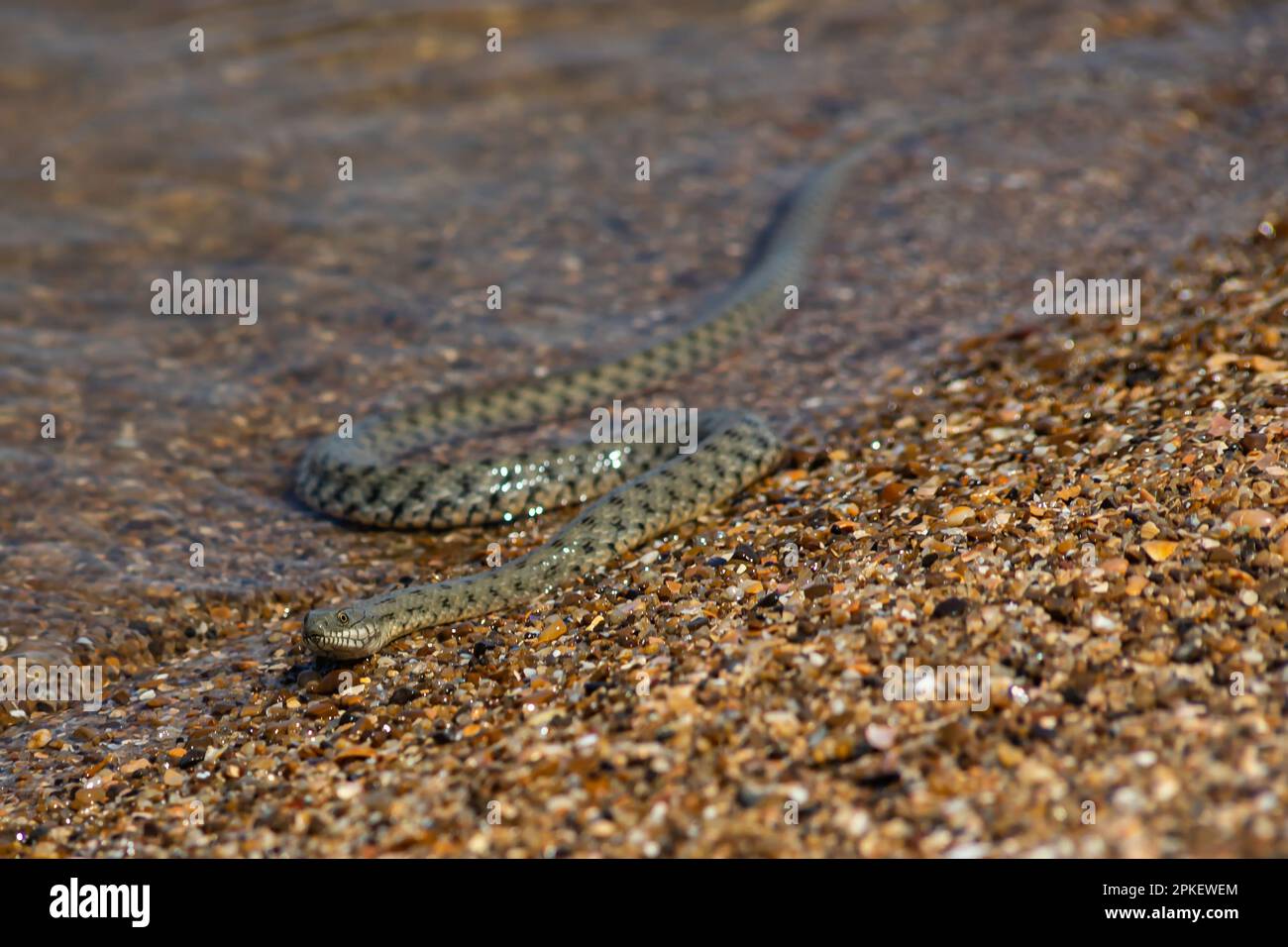 Natrix tessellata water snake on the beach. Stock Photo