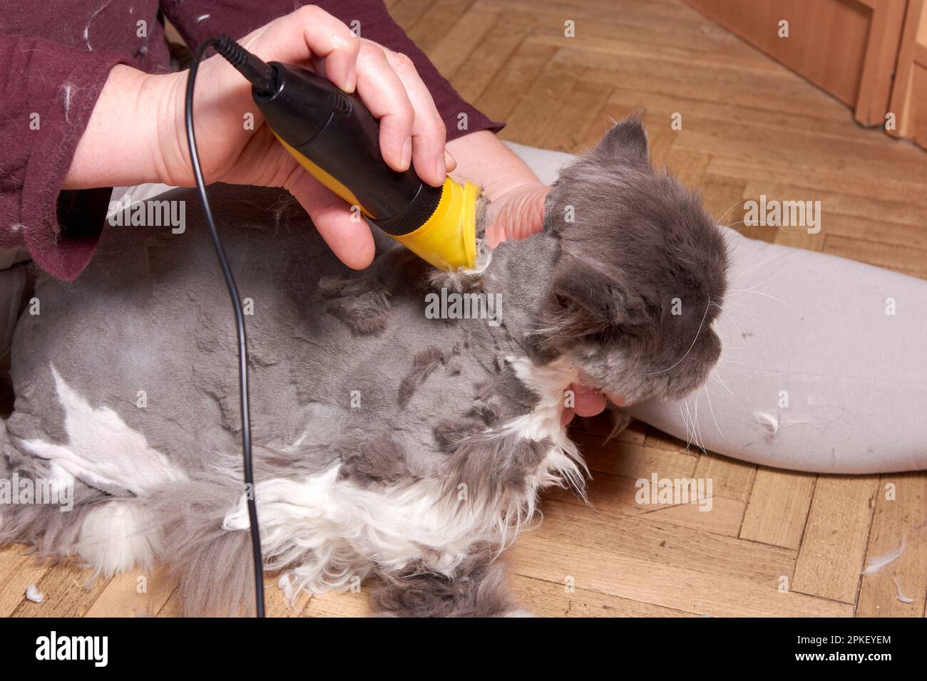Cat Grooming At Home