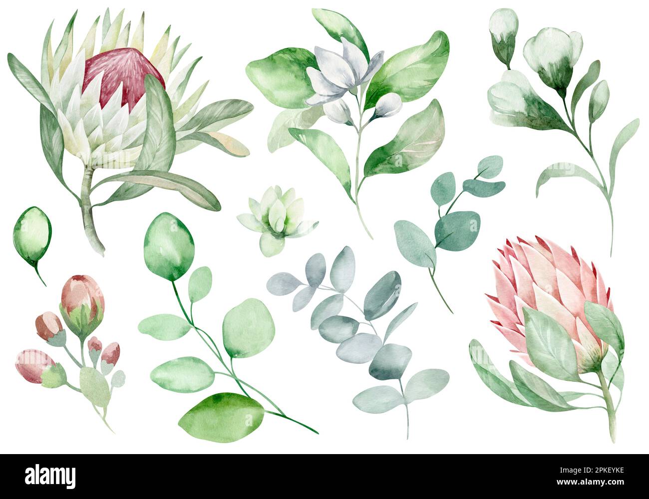 Set of watercolor floral elements. Collection of elements of flowers ...